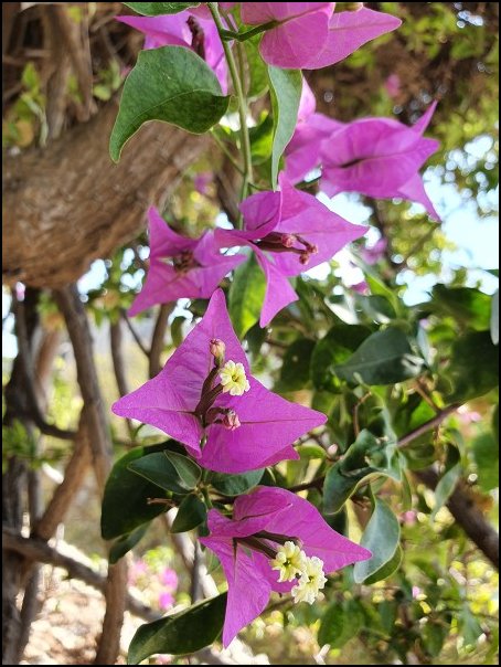 Rhodos21047.jpg