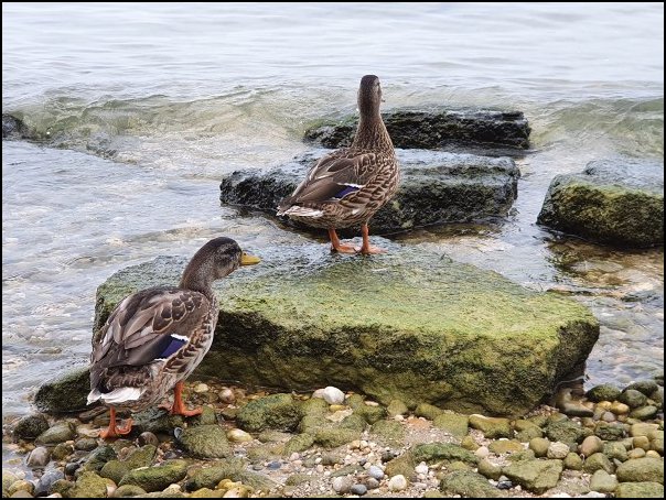 Lazise2021019.jpg