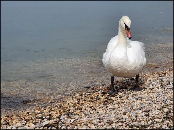 Lazise2021020.jpg