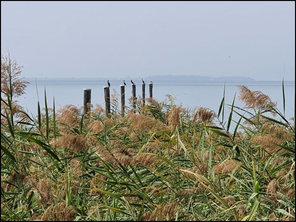 Lazise2021022.jpg