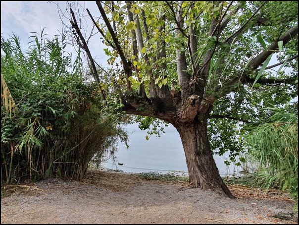 Lazise2021024.jpg