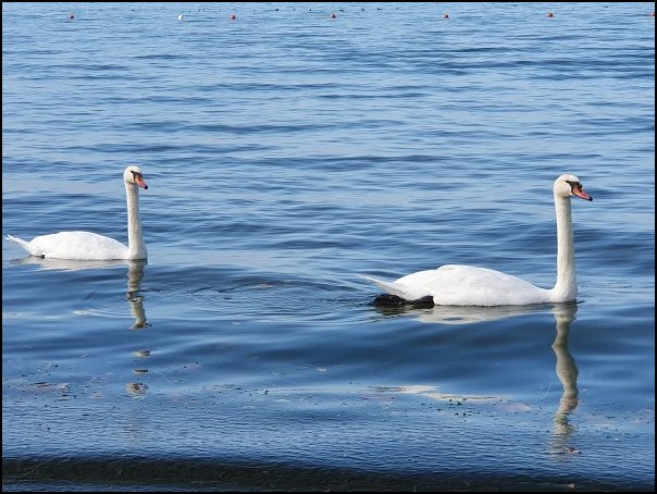 Lazise2021030.jpg