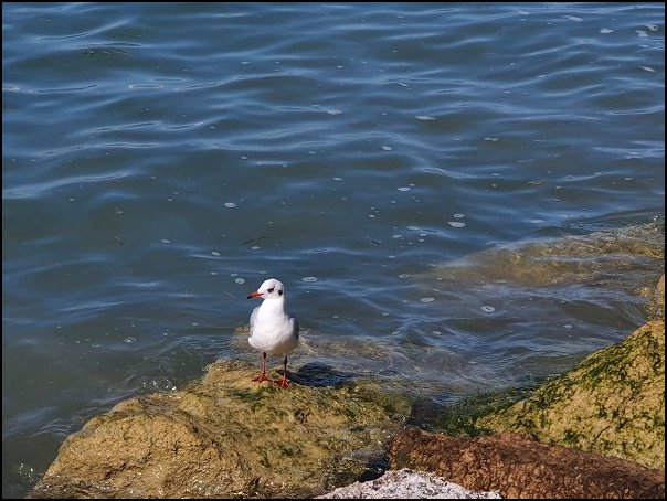 Lazise2021053.jpg