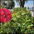 Lazise2021056.jpg