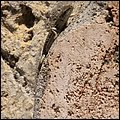 Neapel14034.jpg