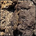 Neapel14037.jpg