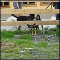 Rauris14043a.jpg