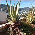Alicante19065.jpg