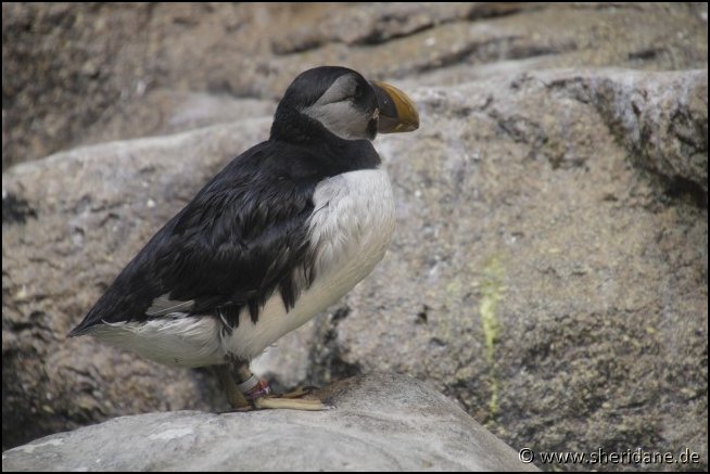 Loro17014.jpg