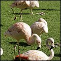 Loro17034.jpg