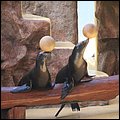 Loro17054.jpg
