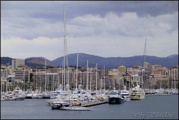 Palma14018.jpg