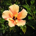 Fuerteventura024.jpg