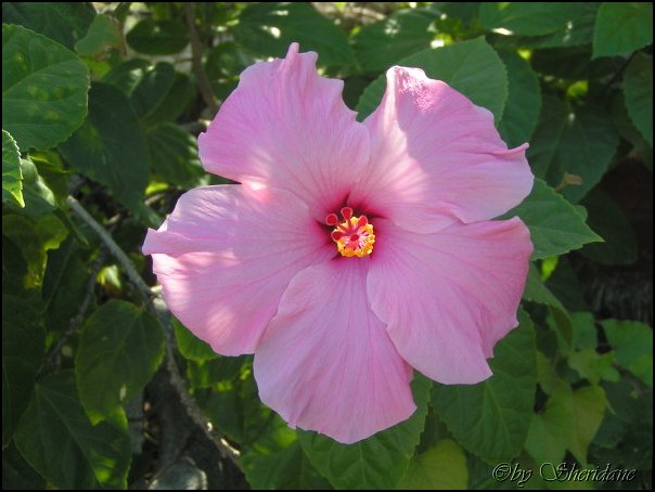 GrandCayman013.jpg