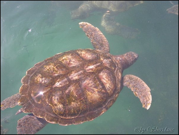 GrandCayman026.jpg