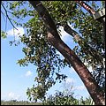 GrandCayman011.jpg