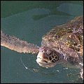 GrandCayman025.jpg