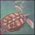 GrandCayman026.jpg