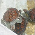 GrandCayman027.jpg