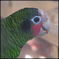 GrandCayman029.jpg
