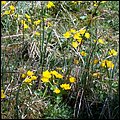 Heuberg019.jpg