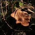 Hintersee016.jpg