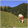 Hochfelln008.jpg
