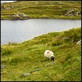 Irland024.jpg
