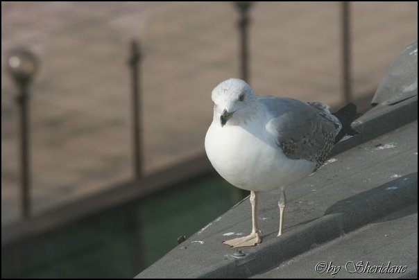 Istanbul003.jpg