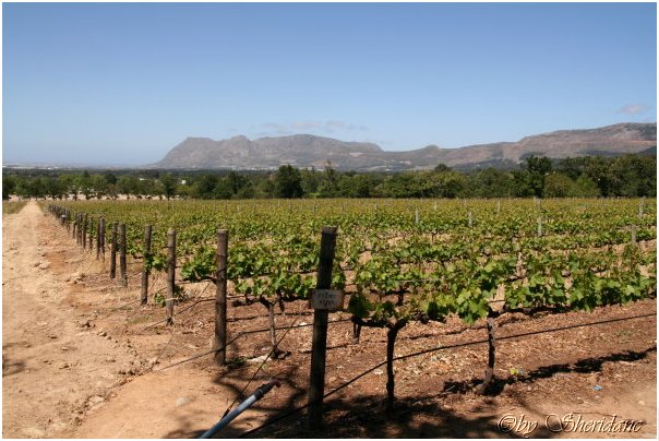 Suedafrika054.jpg