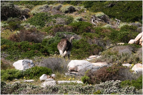 Suedafrika098.jpg