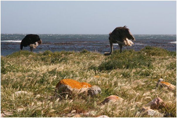 Suedafrika105.jpg