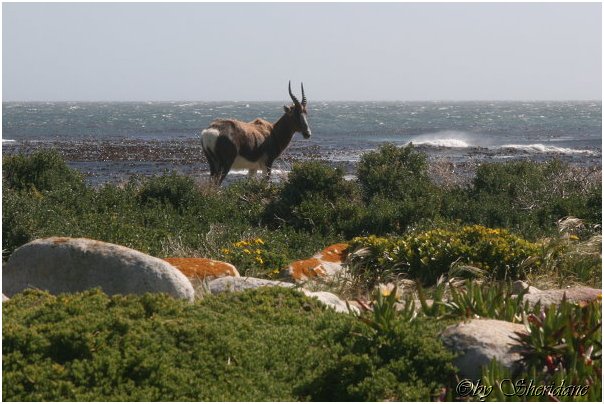 Suedafrika106.jpg