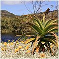 Suedafrika082.jpg