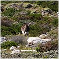 Suedafrika098.jpg