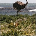 Suedafrika104.jpg