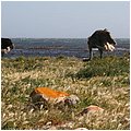 Suedafrika105.jpg