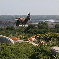 Suedafrika106.jpg