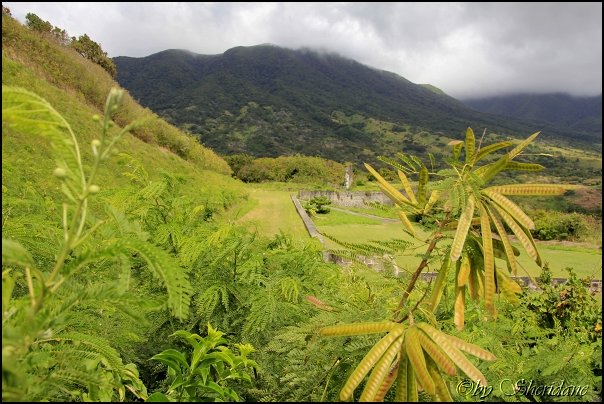 Kitts025.jpg