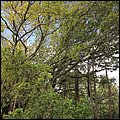 Kitts014.jpg
