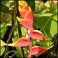 Kitts015.jpg