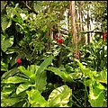 Kitts016.jpg