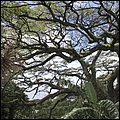 Kitts019.jpg