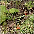 Kitts024.jpg