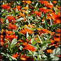 Landesgartenschau007.jpg