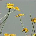 Landesgartenschau023.jpg