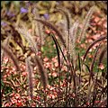 Landesgartenschau032.jpg