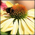 Landesgartenschau041.jpg