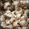 Landesgartenschau044.jpg