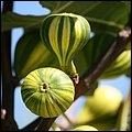 Landesgartenschau046.jpg